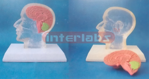 LITTLE TRANSPARENT HALF HEAD WITH DISSECTIBLE BRAIN & PLASTIC BASE